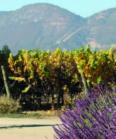 Picnic para 2 en La Viña
